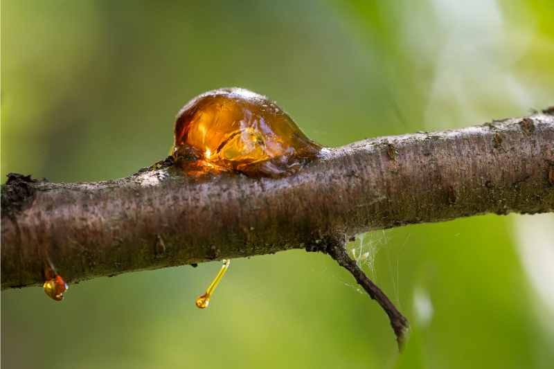 formation of gummy substance on tree