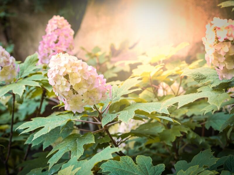 Hydrangea ‘Oakleaf’ (Hydrangea quercifolia)