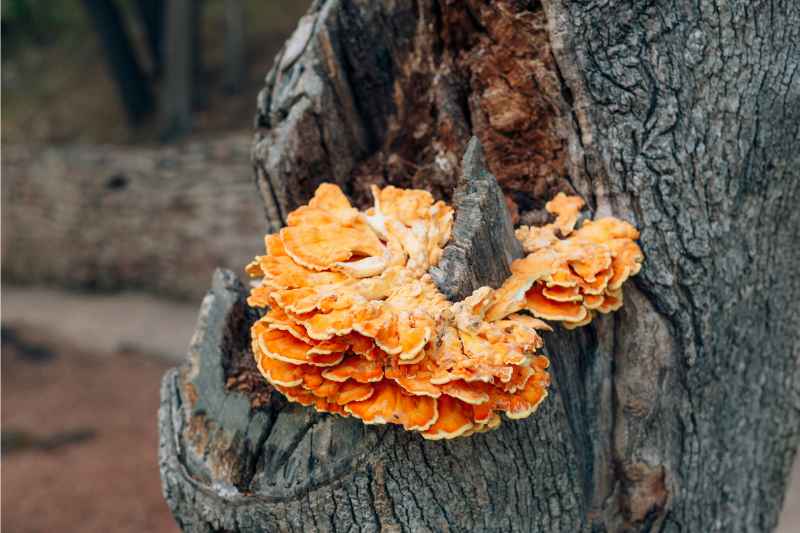 yellow mushroom on a tree