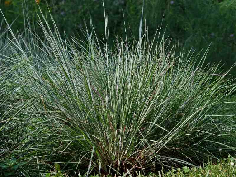 Little Bluestem Grass (Schizachyrium scoparium)