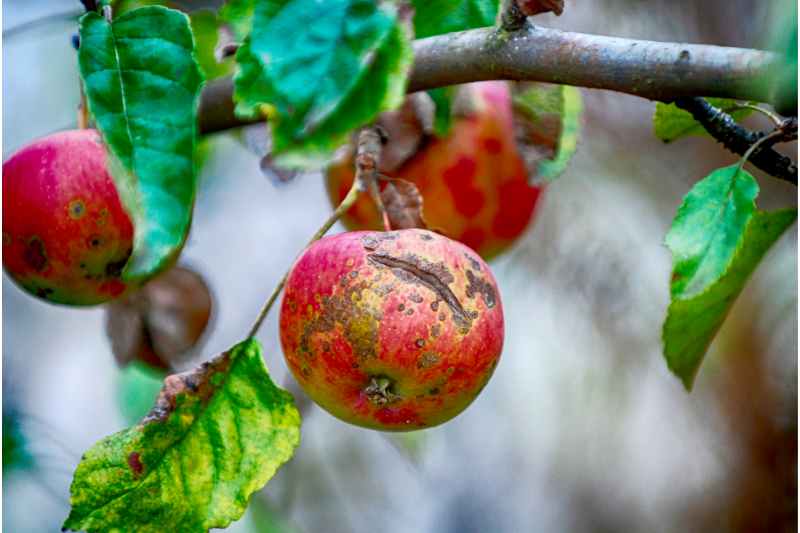 Necrotic Ringspot disease on an apple tree