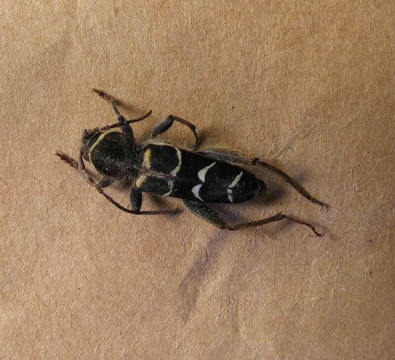 Banded ash borer beetle, Neoclytus caprea, in firewood