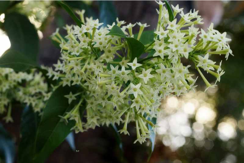 white jasmine flowers on a plant