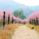 12 Best Tall Ornamental Grasses for Privacy