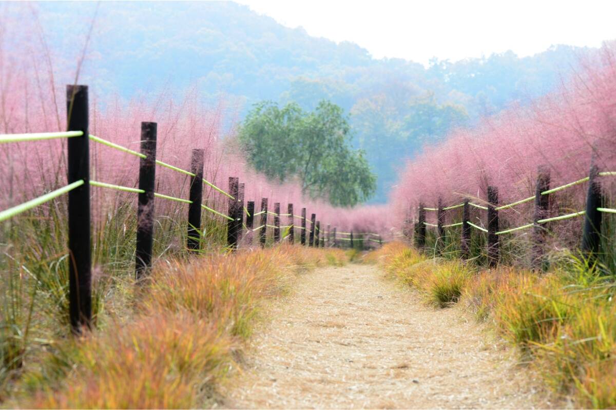 Pink Muhly Grass (Muhlenbergia capillaris) lining a path