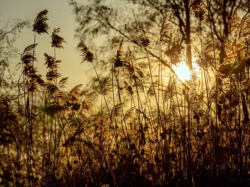 Ravenna Grass (Sacchraum ravennae)