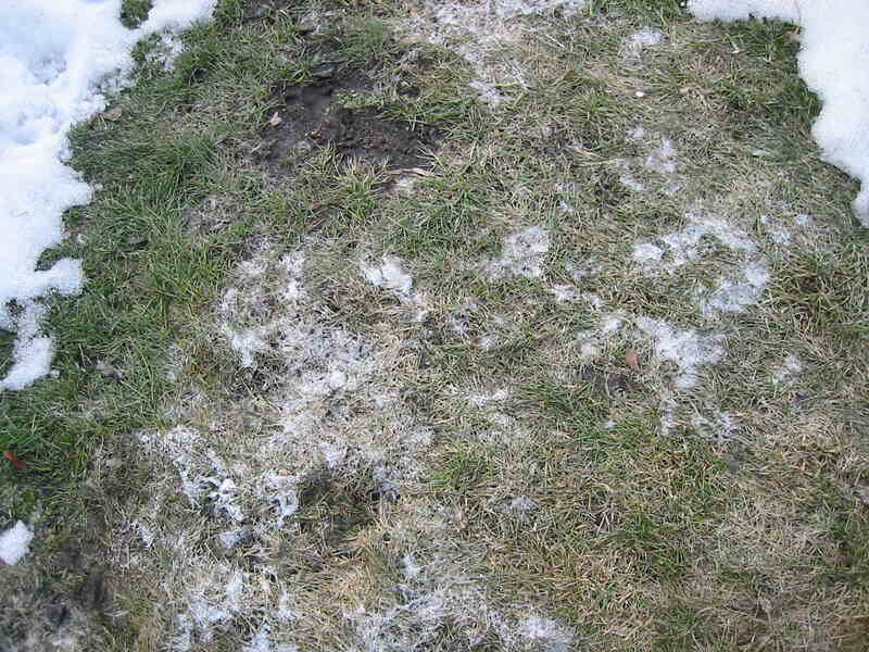 Snow mold in rass