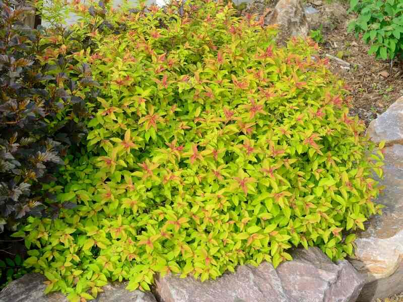 Spirea ‘Goldflame’ (Spirea japonica ‘Goldflame’)