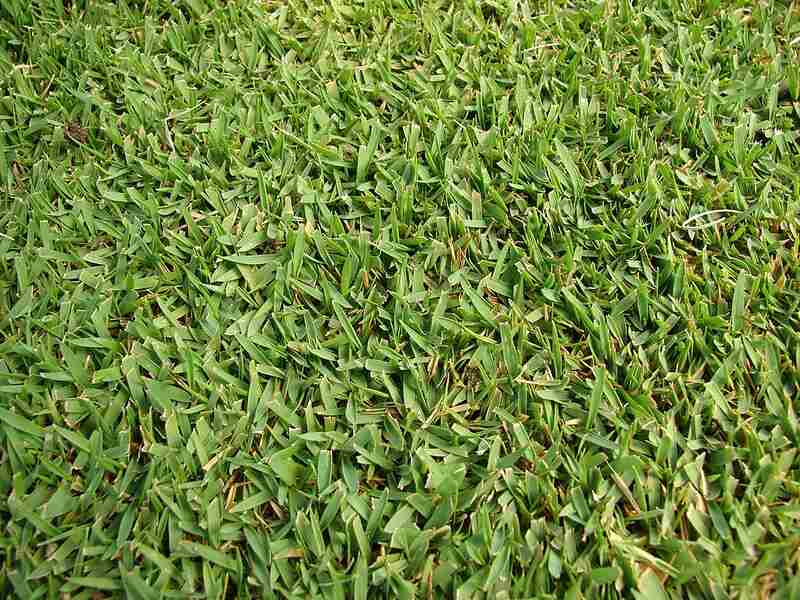 A closeup of Zoysiagrass