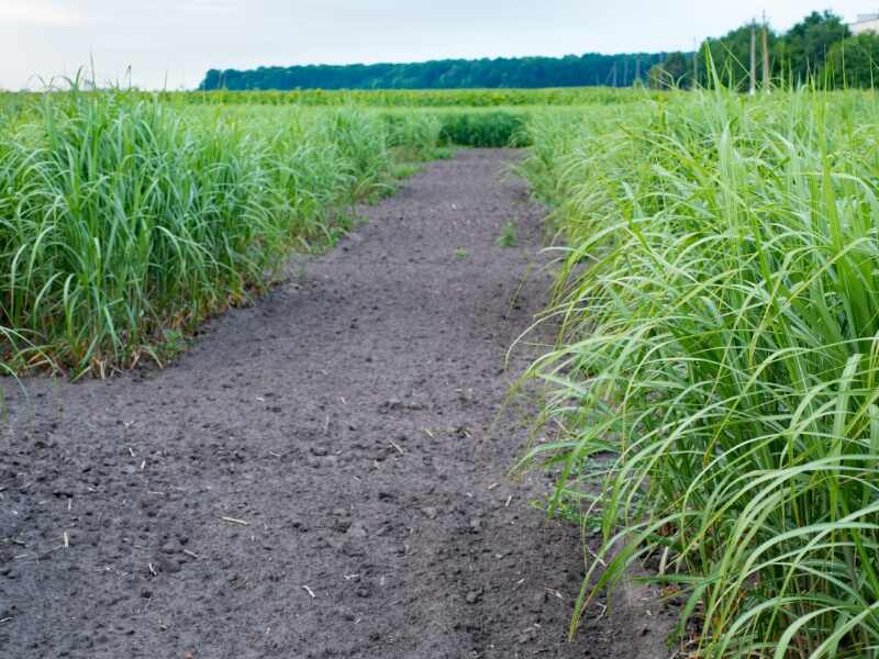 Switchgrass (Panicum virgatum)