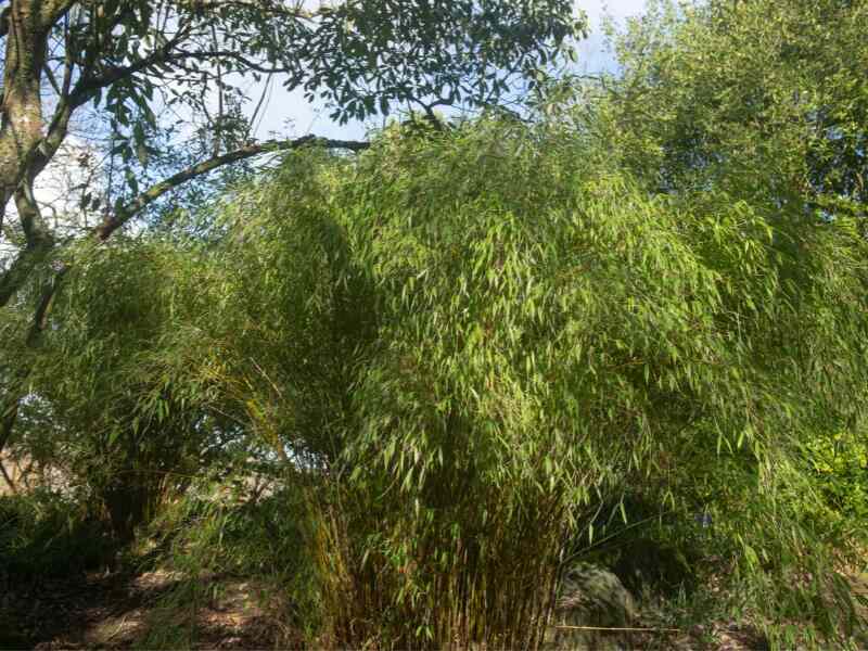 Umbrella Bamboo (Fargesia murielae)