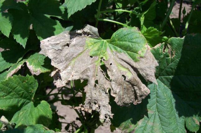 leaves affected by fungus