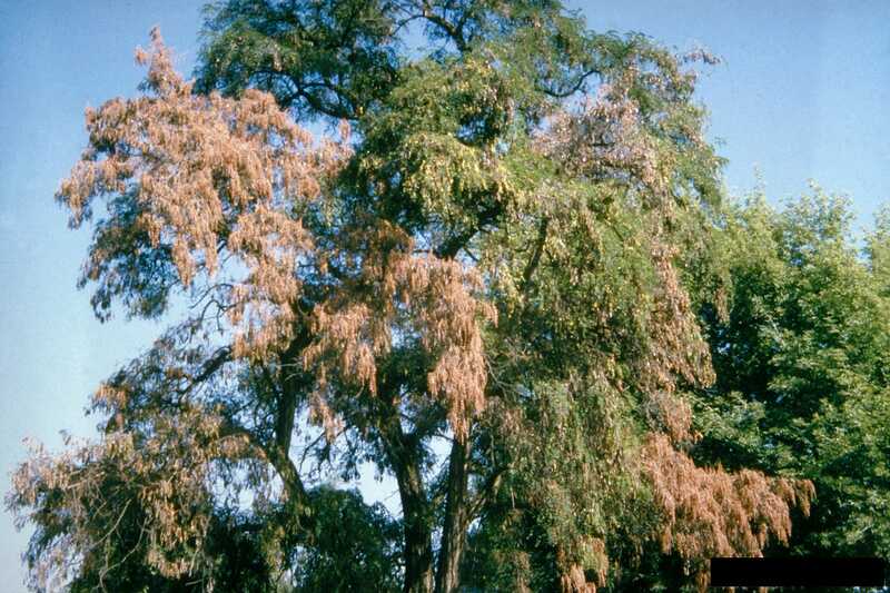 tree infected with VerticilliumWilt