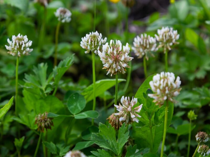 White Clover (Trifolium repens)