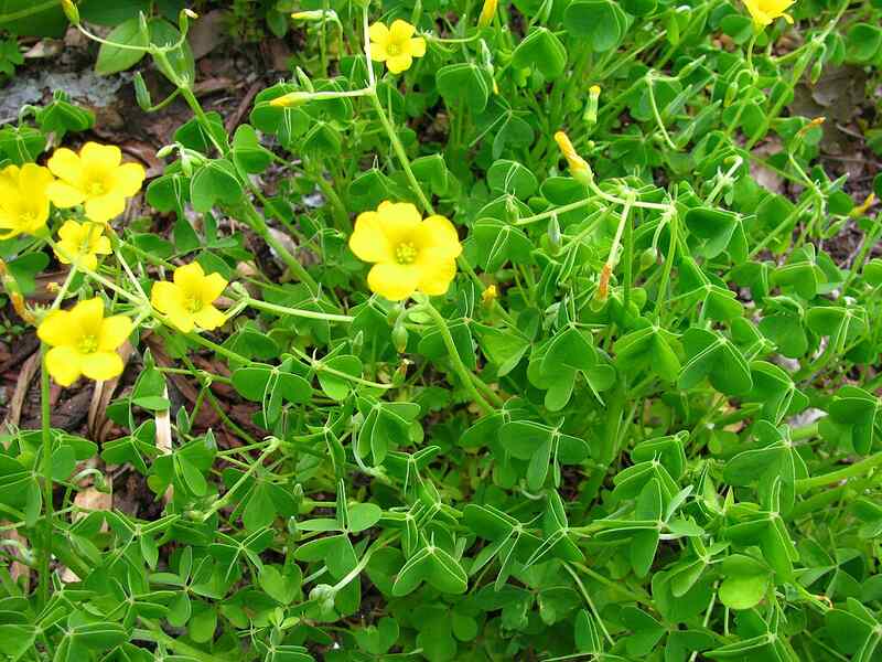 closeup of yellow wood sorrel with yellow flowers