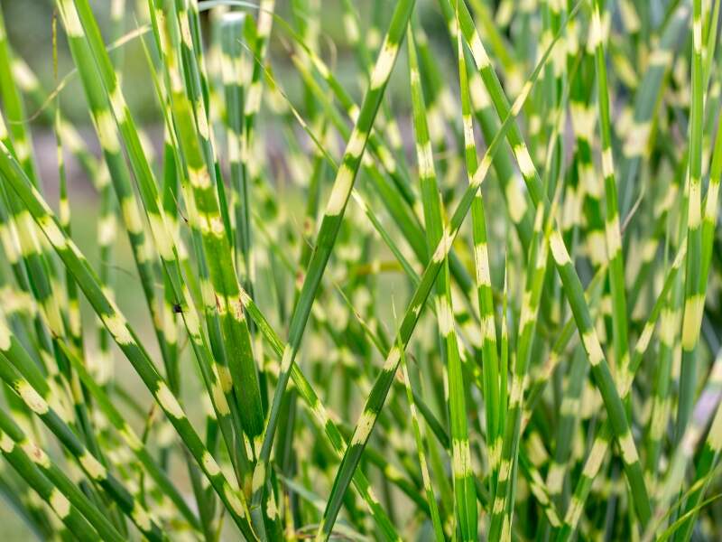 Zebra Grass (Miscanthus sinensis ‘Zebrinus’)