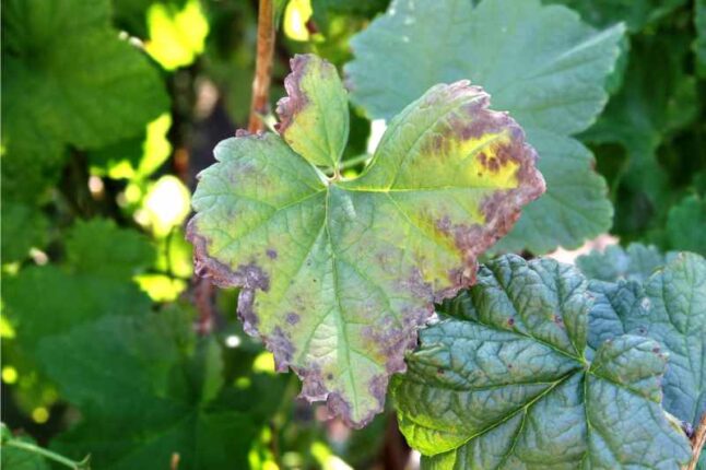 anthracnose disease on a leaf