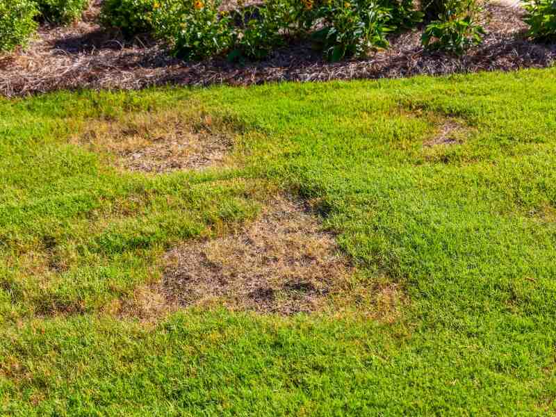 bare spots in a lawn
