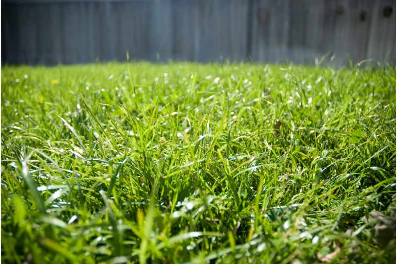 bermudagrass in a yard