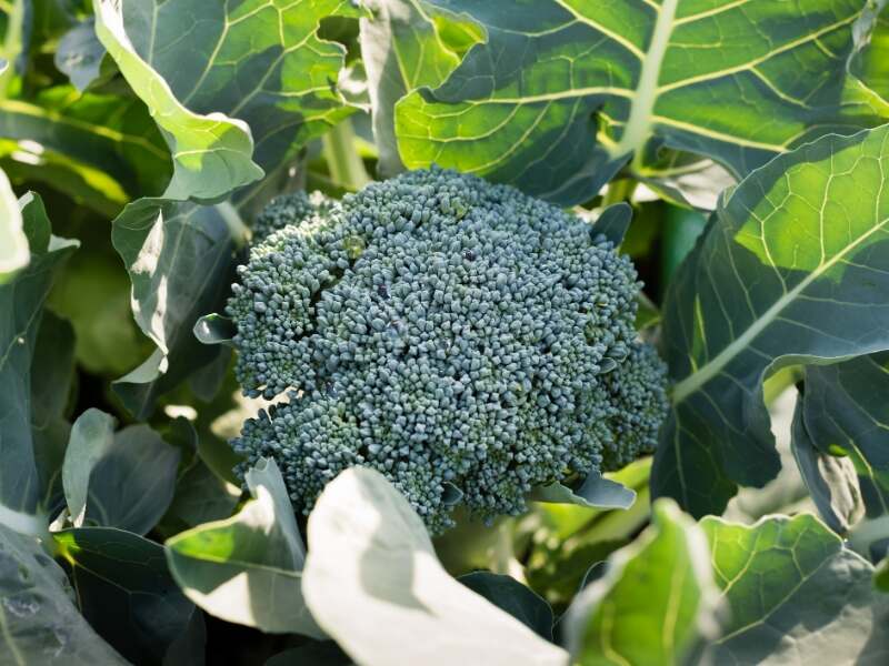 broccoli growing in a garden