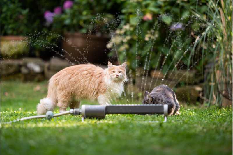 cat near a sprinkler