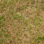 Lawn Scalping: What Is It and When to Do It