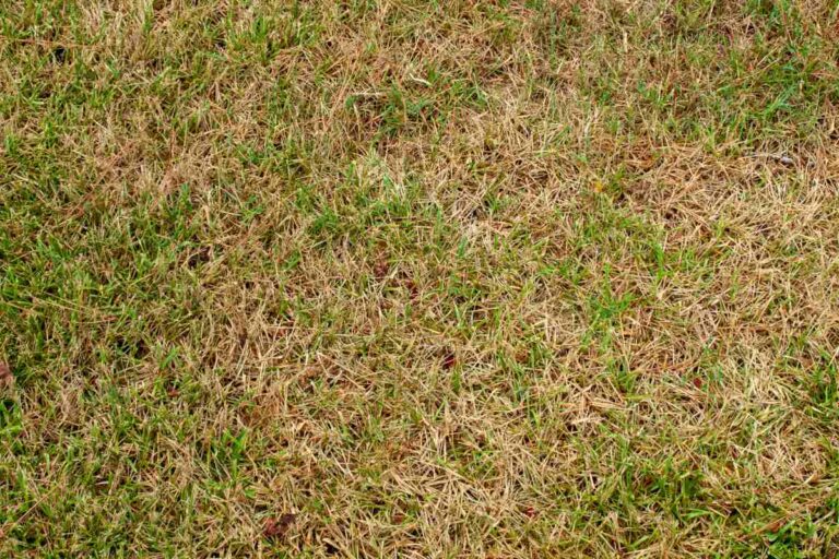 Lawn Scalping What Is It and When to Do It