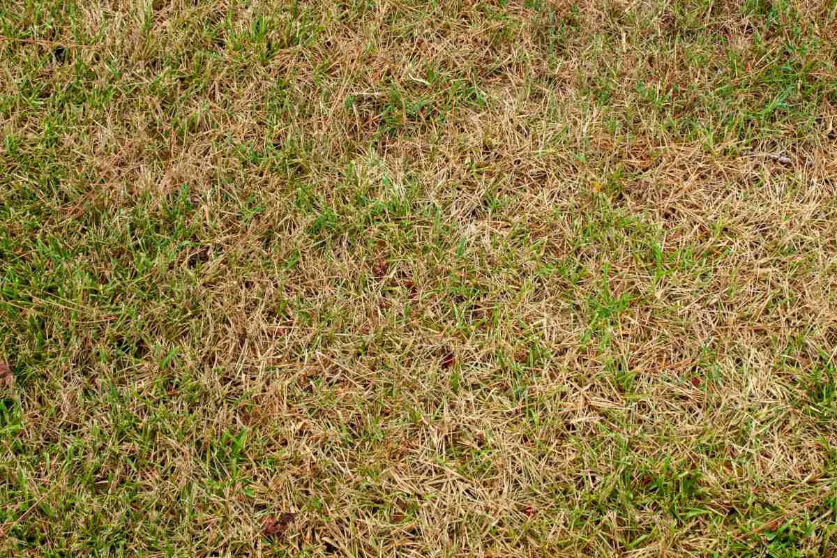 dead grass in a lawn