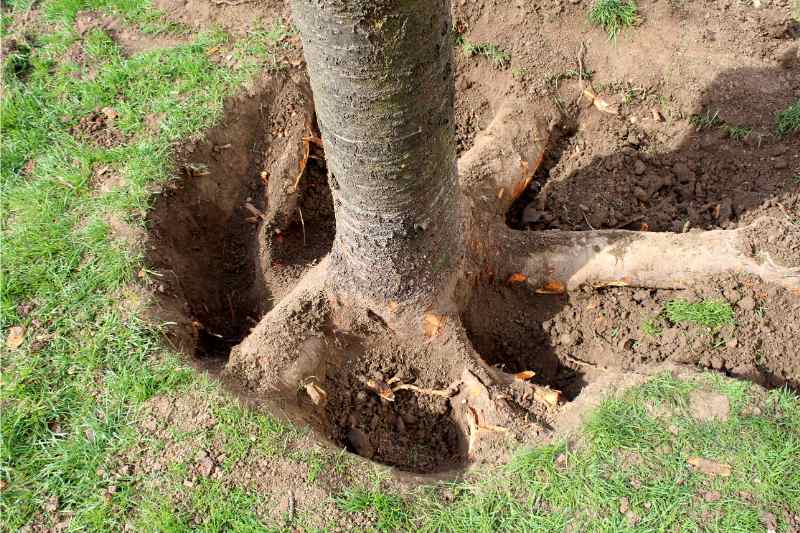 How to Dig up Tree Roots: 12 Steps (with Pictures) - wikiHow