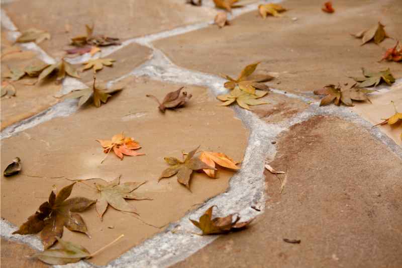 leaves on a flagstone