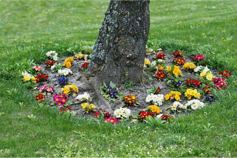 flowers grown around a tree trunk
