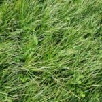 How to Get Rid of Clover and Not Kill Grass