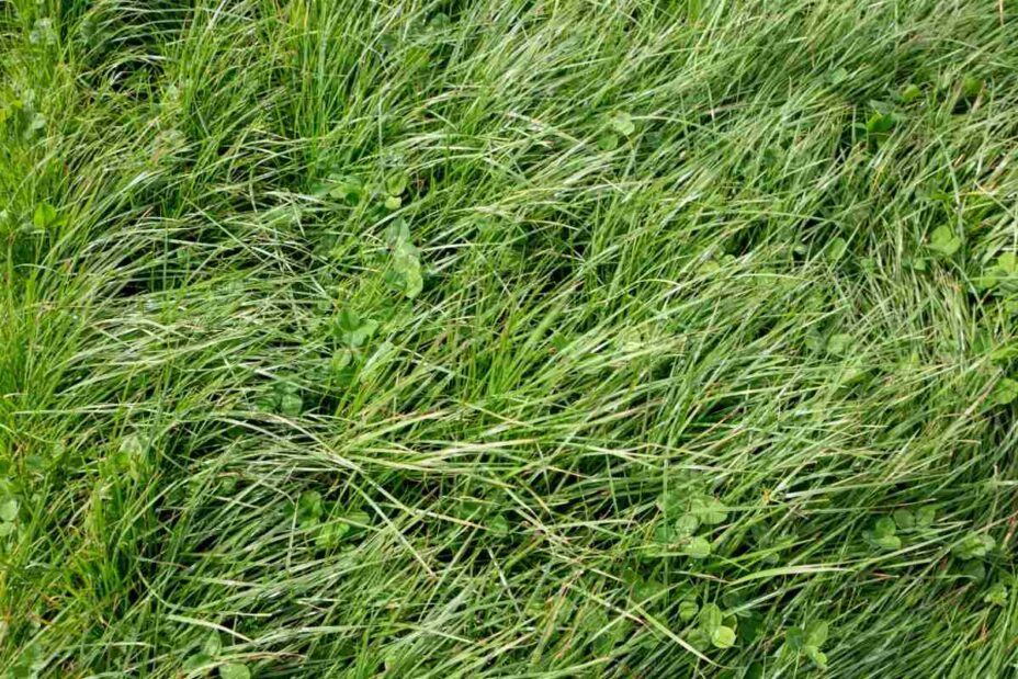 How to Get Rid of Clover and Not Kill Grass
