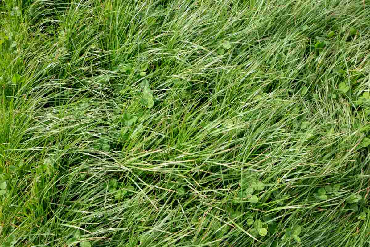 perennial ryegrass and clover