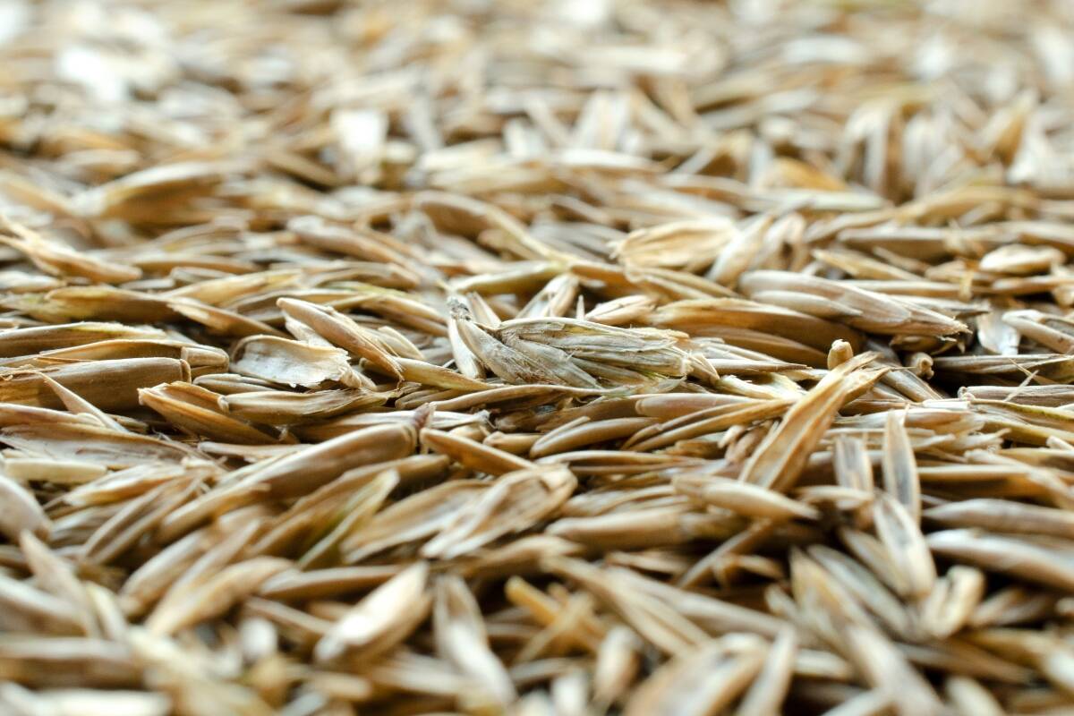 close-up of lawn grass seed