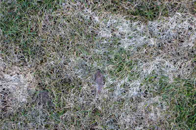 snow mold on a lawn