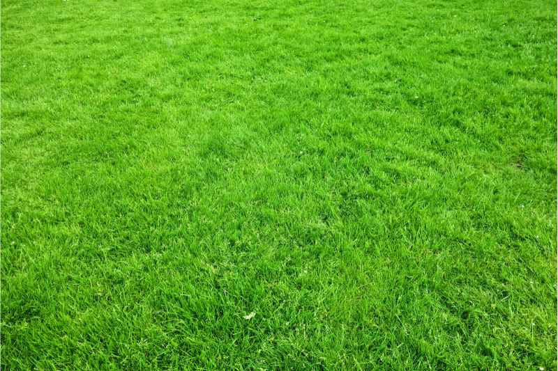 lush green grass of a lawn