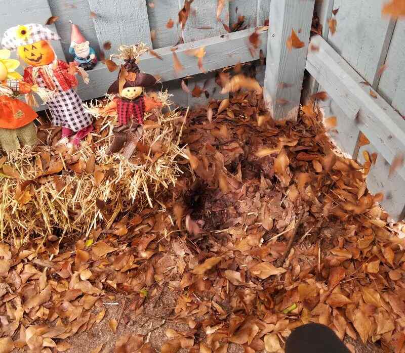 fallen leaves on a patio