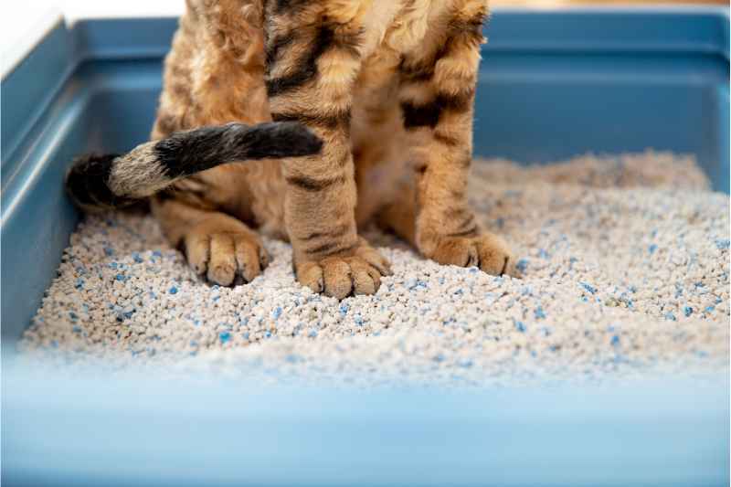 brown cat sitting on a litter box