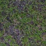When to Overseed Your Indiana Lawn