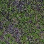 When to Overseed Your Indiana Lawn