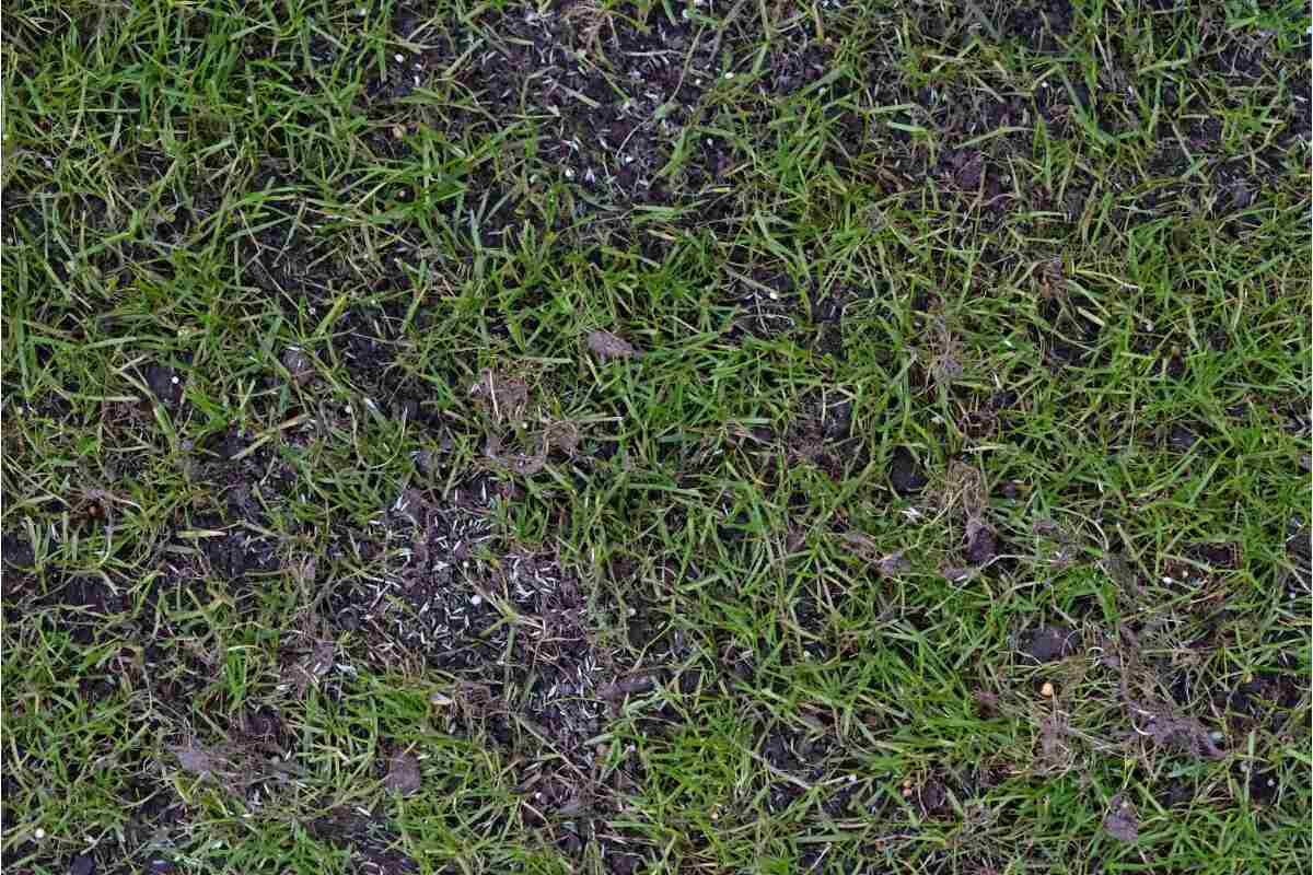 grass seed on lawn with bare spots