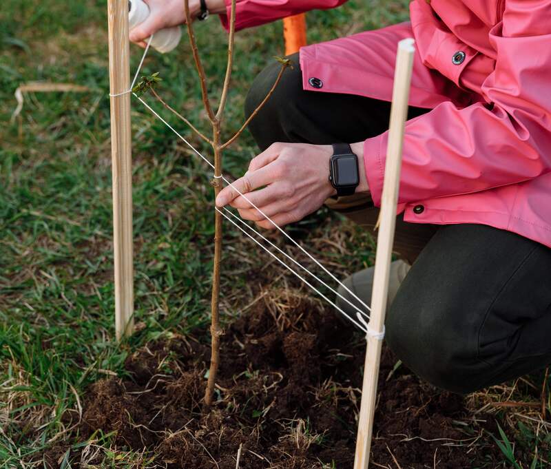 Volunteer Man Planting Tree in the Ground