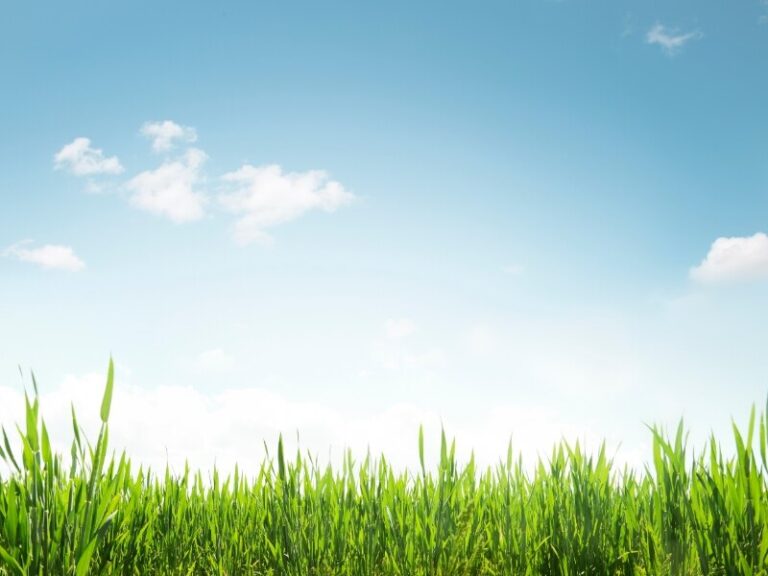 When to Overseed in Spring