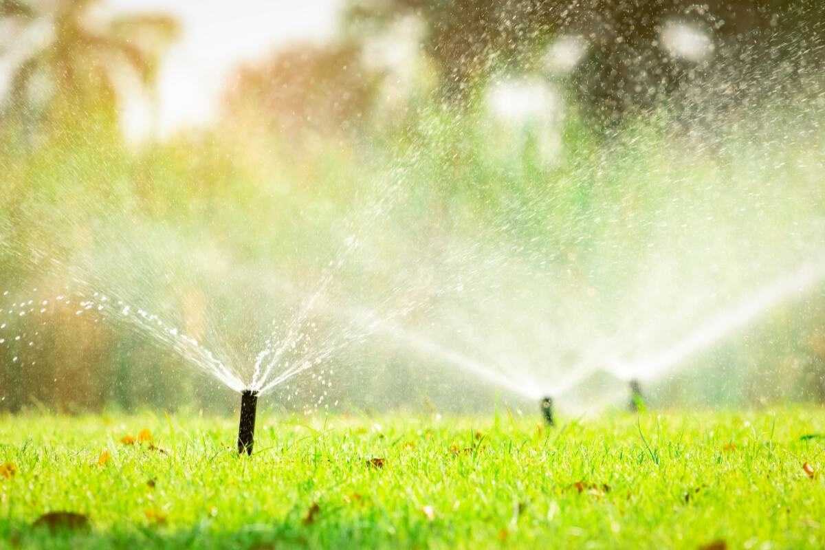 How Lengthy to Water Your Garden in Summer time