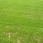 Fusarium Blight: How to Identify, Control, and Prevent It