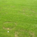 How to Identify, Control, and Prevent Fusarium Blight