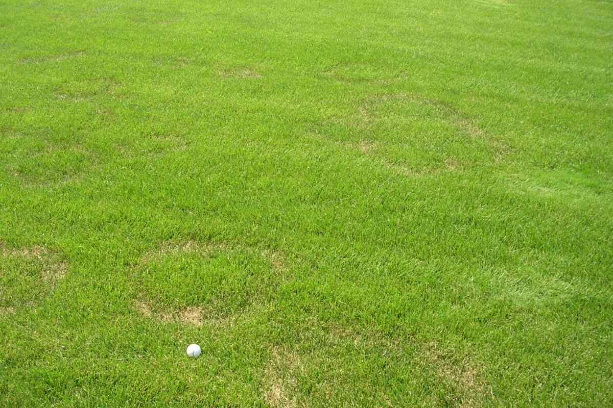 summer patch lawn disease