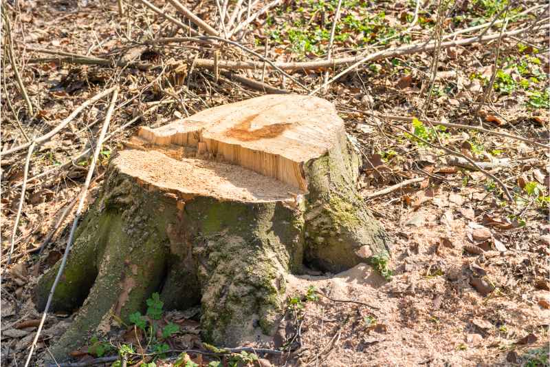 tree stump after tree removal 