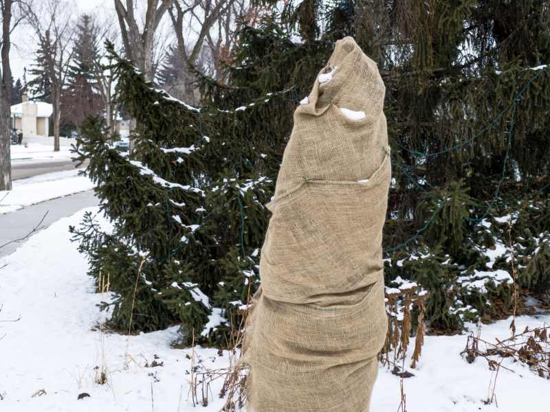 Burlap Wrap Is An Inexpensive Method For Winter Tree Care